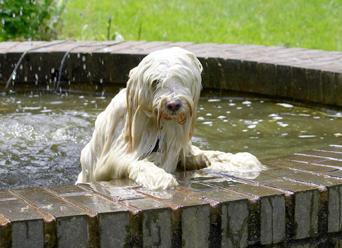OK, how do I get out
Ключові слова: Dog Dogs Fountain Play Playing Playtime Rupert Swimming Terriers Tibetan Terrier Water