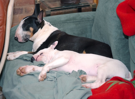 Yeah, I have to take care of the youngster
Ключові слова: Dog Dogs English Bull Terrier Mana Sleeping Tapa Terriers