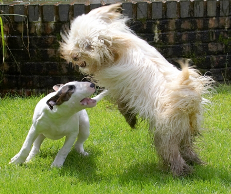 Yeah, bring it on
Ključne besede: Dog Dogs English Bull Terrier Friends Mana Play Playing Playtime Run Running Rupert Terriers Tibetan Terrier