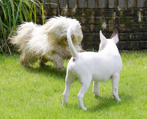 Yeah, you and whose army
Palabras clave: Dog Dogs English Bull Terrier Friends Mana Play Playing Playtime Run Running Rupert Terriers Tibetan Terrier