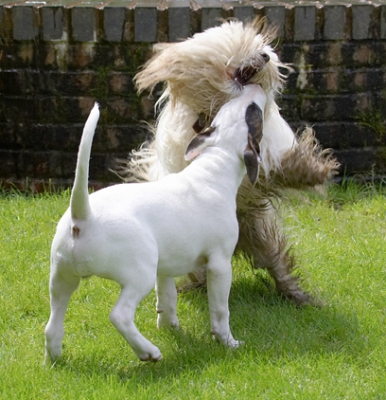 Go on, give us a kiss
Palabras clave: Dog Dogs English Bull Terrier Friends Mana Play Playing Playtime Run Running Rupert Terriers Tibetan Terrier