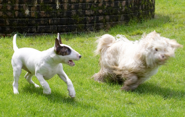 Go on, run away
Keywords: Dog Dogs English Bull Terrier Friends Mana Play Playing Playtime Run Running Rupert Terriers Tibetan Terrier