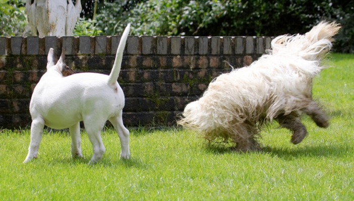 Look it's a dervish
Keywords: Dog Dogs English Bull Terrier Friends Mana Play Playing Playtime Run Running Rupert Terriers Tibetan Terrier