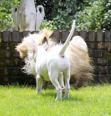 When is he gonna stop?!
Palabras clave: Dog Dogs English Bull Terrier Friends Mana Play Playing Playtime Run Running Rupert Terriers Tibetan Terrier