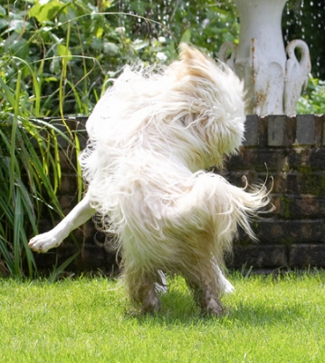 I've been furballed
Palabras clave: Dog Dogs English Bull Terrier Friends Mana Play Playing Playtime Run Running Rupert Terriers Tibetan Terrier