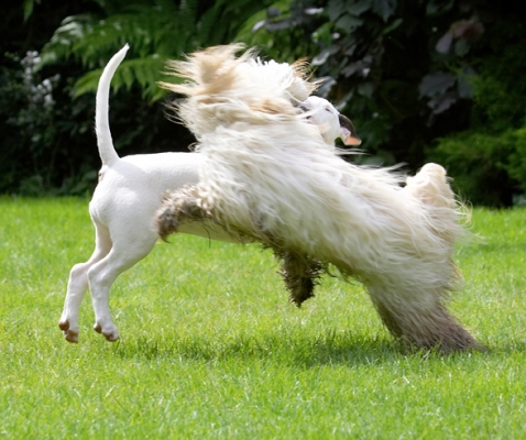 Keep stilllllllllllllllllllll!!!!!!
Palabras clave: Dog Dogs English Bull Terrier Friends Mana Play Playing Playtime Run Running Rupert Terriers Tibetan Terrier