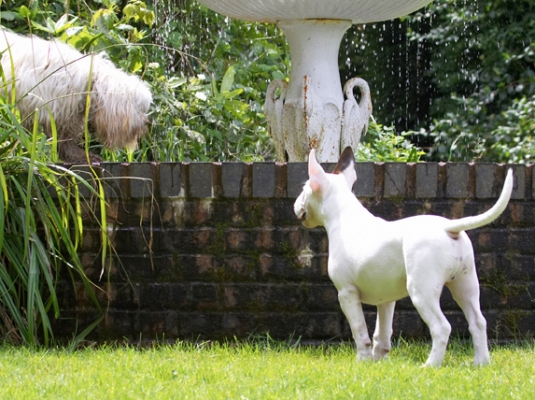 Wot you doin' now?!
Keywords: English Bull Terrier Fountain Friends Mana Play Playing Playtime Rupert Terriers Tibetan Terrier