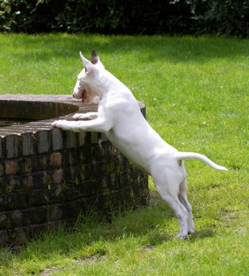 How DOES Rupert do that?
Λέξεις-κλειδιά: Dog Dogs English Bull Terrier Fountain Mana Play Playing Playtime Terriers