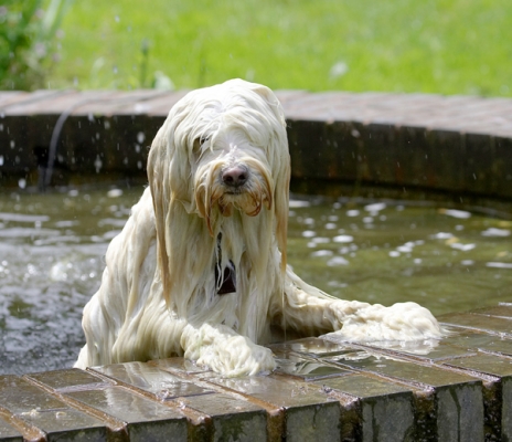 Yes, I've finished and I'm ready to get out now
Palabras clave: Dog Dogs Fountain Play Playing Playtime Rupert Swimming Terriers Tibetan Terrier Water