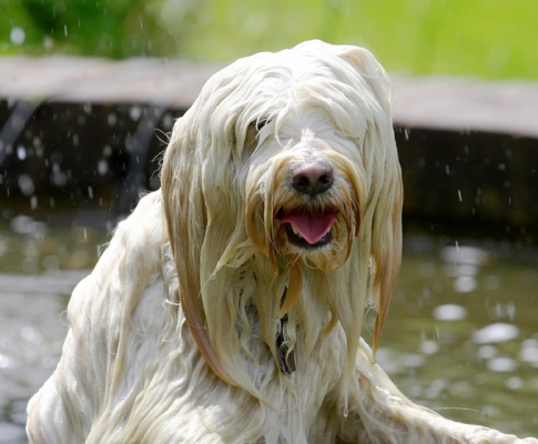 C'mon, give us a hand
Anahtar kelimeler: Dog Dogs Fountain Play Playing Playtime Rupert Swimming Terriers Tibetan Terrier Tongue Water