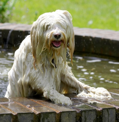 I know I can jump in but I can't jump out!!
Keywords: Dog Dogs Fountain Play Playing Playtime Rupert Swimming Terriers Tibetan Terrier Tongue Water