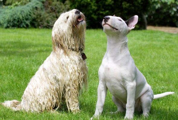 See, we're the best of friends really
Keywords: Dog Dogs English Bull Terrier Friends Mana Play Playing Playtime Rupert Terriers Tibetan Terrier