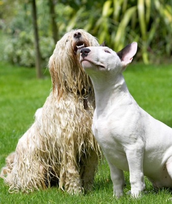 Yep, you've got our attention
Keywords: Dog Dogs English Bull Terrier Friends Mana Play Playing Playtime Rupert Terriers Tibetan Terrier