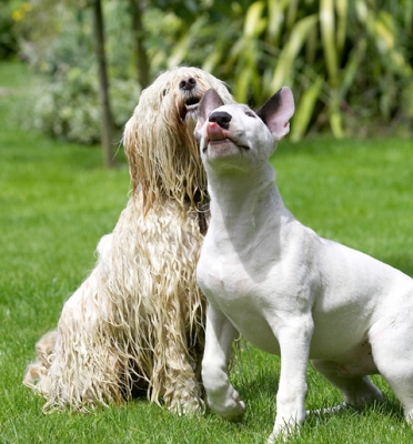 C'mon, we're sitting nicely
Keywords: Dog Dogs English Bull Terrier Friends Mana Play Playing Playtime Rupert Terriers Tibetan Terrier Tongue