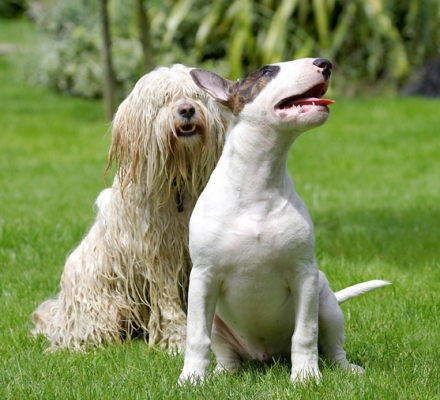 How long do we have to sit here?
Anahtar kelimeler: Dog Dogs English Bull Terrier Friends Mana Play Playing Playtime Rupert Terriers Tibetan Terrier Tongue