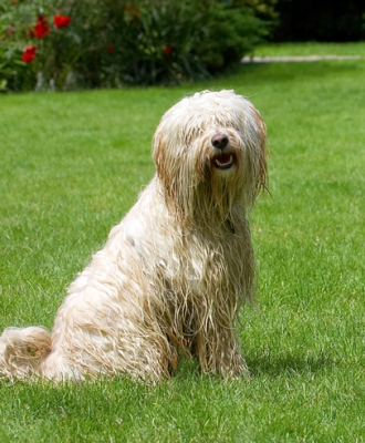 I'm jus' hanging around to dry
Palabras clave: Dog Dogs Rupert Sitting Terriers Tibetan Terrier
