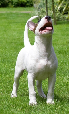 Gimme, gimme, gimme
Keywords: Dog Dogs English Bull Terrier Mana Terriers Tongue