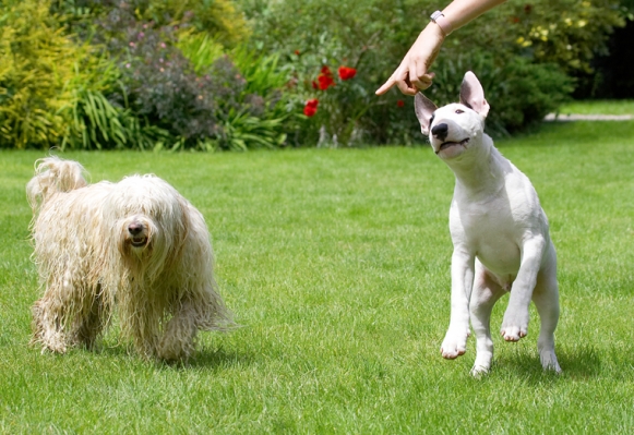 Is that for me to bite?
Ključne besede: Dog Dogs English Bull Terrier Friends Mana Play Playing Playtime Rupert Terriers Tibetan Terrier