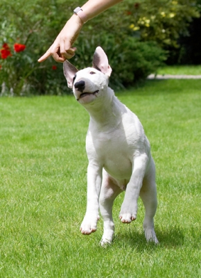 I'm interested in that
Ключові слова: Dog Dogs English Bull Terrier Mana Terriers