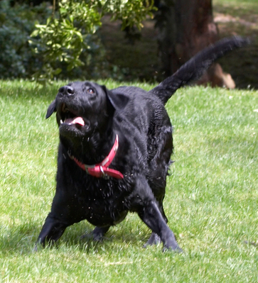 .............. a ball .............
Mots-clés: Animal Animals Canine Canines Dog Dogs Ffion Labrador Labradors Land Mammal Land Mammals Play Playing Playtime Terrestrial Mammal Terrestrial Mammals