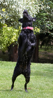 ............... waiting to be caught ...........
Klíčová slova: action Animal Animals Canine Canines Dog Dogs Ffion Jump Jumping Labrador Labradors Land Mammal Land Mammals Leap Leaping Play Playing Playtime Terrestrial Mammal Terrestrial Mammals