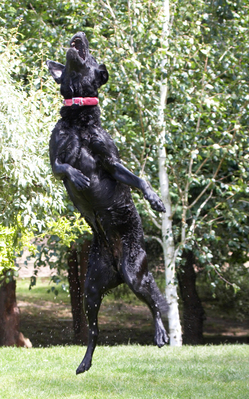....... I'll go get it
Ključne besede: action Animal Animals Canine Canines Dog Dogs Ffion Jump Jumping Labrador Labradors Land Mammal Land Mammals Leap Leaping Play Playing Playtime Terrestrial Mammal Terrestrial Mammals