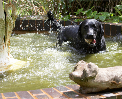 Who's this guy?!
Mots-clés: Animal Animals ball Canine Canines Dog Dogs Labrador Labradors Land Mammal Land Mammals Millie Play Playing Playtime Swim Swimming Terrestrial Mammal Terrestrial Mammals Water