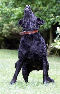 ............... and waiting ...........
Ключови думи: Animal Animals Canine Canines Dog Dogs Labrador Labradors Land Mammal Land Mammals Millie Play Playing playtime Terrestrial Mammal Terrestrial Mammals