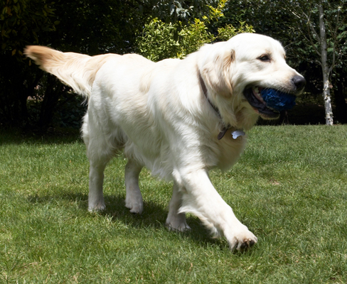 ............... well, I have now
Avainsanat: Animal Animals ball Canine Canines Dog Dogs Golden Retriever Hermes Land Mammal Land Mammals Play Playing Playtime Retrievers Terrestrial Mammal Terrestrial Mammals