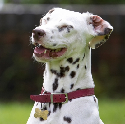Hey, that's a good joke
Słowa kluczowe: Lucy Dalmatian