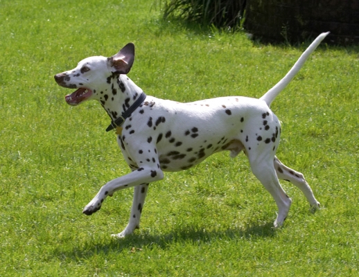 Can't stop - I'm in a hurry
Keywords: Pongo Dalmatian