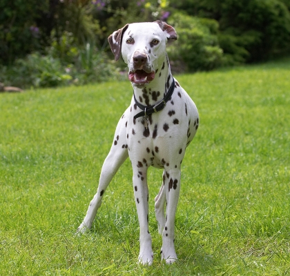 Whoa, wot you got there?!
Palabras clave: Pongo Dalmatian