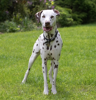 A camera - OK, I'll pose
Avainsanat: Pongo Dalmatian