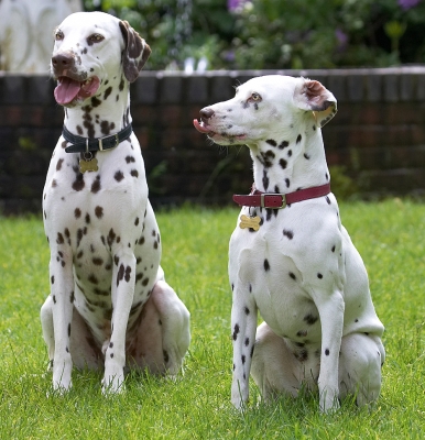 Aren't WE being good!
Ключевые слова: Pongo Lucy Dalmatian tongue