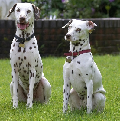 What's Pongo smiling at?
Keywords: Pongo Lucy Dalmatian tongue