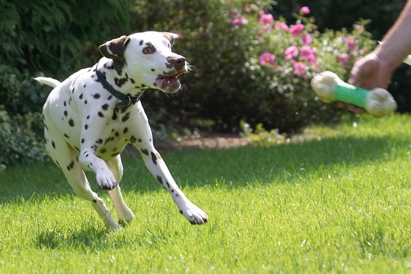 Let it go, I'm ready
Klíčová slova: Pongo Dalmatian