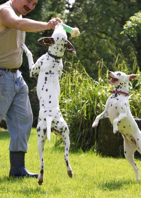 OK, I'll come and get it
Palabras clave: Pongo Lucy Dalmatian Zbigniew