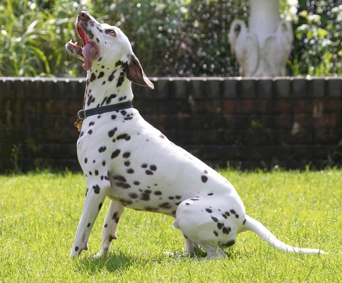 Want it, want it, want it
Ключевые слова: Pongo Dalmatian tongue