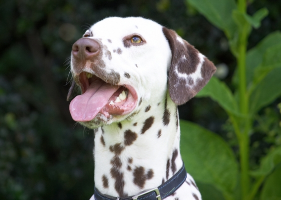 Boy, I'm pooped
Anahtar kelimeler: Pongo Dalmatian tongue
