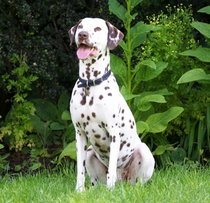 Hey, don't I make a great book end
Keywords: Pongo Dalmatian tongue
