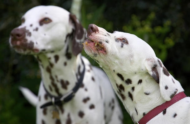 We love a picnic
Ключові слова: Pongo Lucy Dalmatian tongue