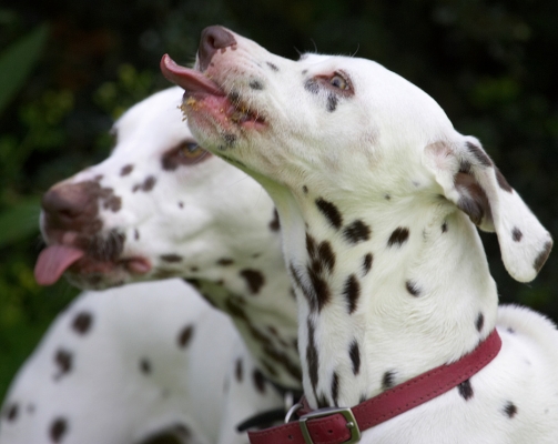 Lip smackin' good
Keywords: Pongo Lucy Dalmatian tongue