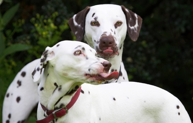 Oh, stop posing Pongo!
Ключови думи: Pongo Lucy Dalmatian tongue