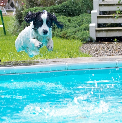 Way-hay........
Keywords: Charlie Cocker Spaniel swimming pool