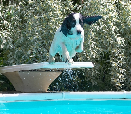 I'm training for 2012
Λέξεις-κλειδιά: Charlie Cocker Spaniel swimming pool