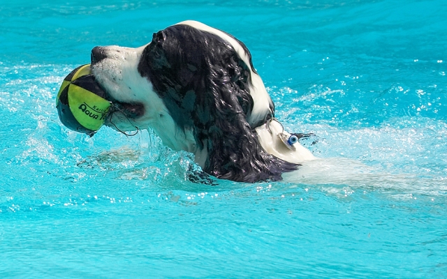 I am sooooooooo good at this
Keywords: Charlie Cocker Spaniel swimming pool