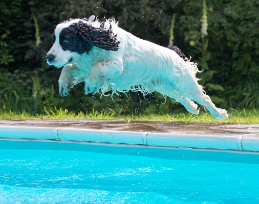 Hey - perfect
Ključne besede: Charlie Cocker Spaniel swimming pool