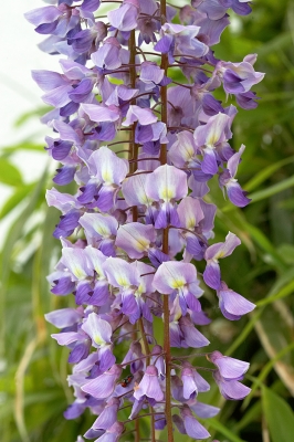 Wisteria Blossom
Anahtar kelimeler: wisteria blossom flower Whitecroft