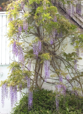 Our Wisteria Vine
This wisteria vine overlooks the outdoor swimming pool.
Ključne besede: Wisteria vine flower blossom