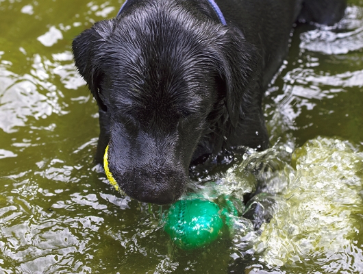 Now, can I get both in my mouth?
Palabras clave: Buddy Dog Dogs Labrador Tongue
